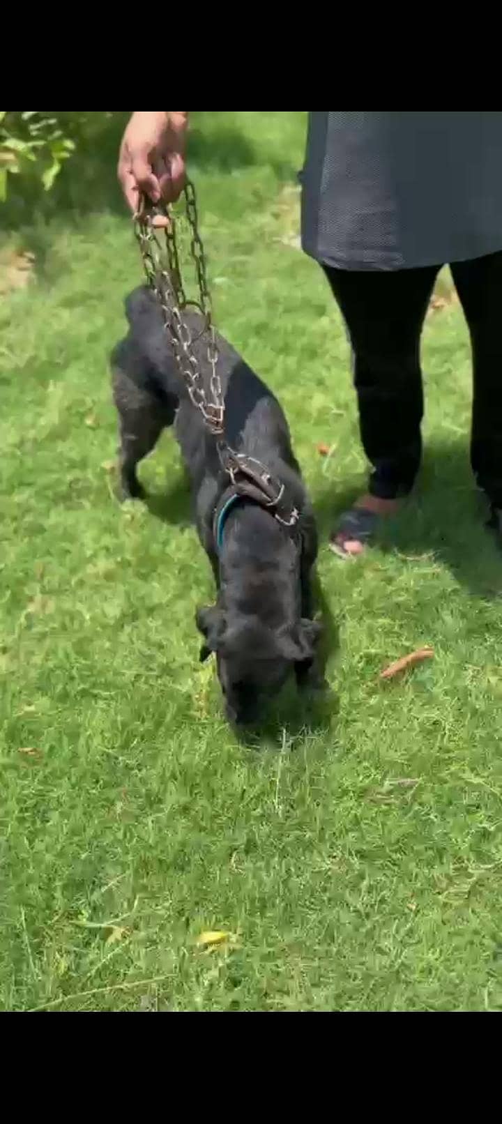 home security dog 1