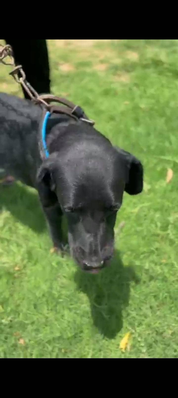 home security dog 3