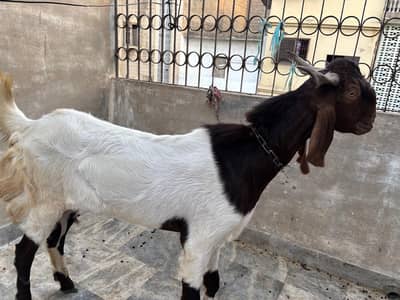 Bakra for Urgent Sale