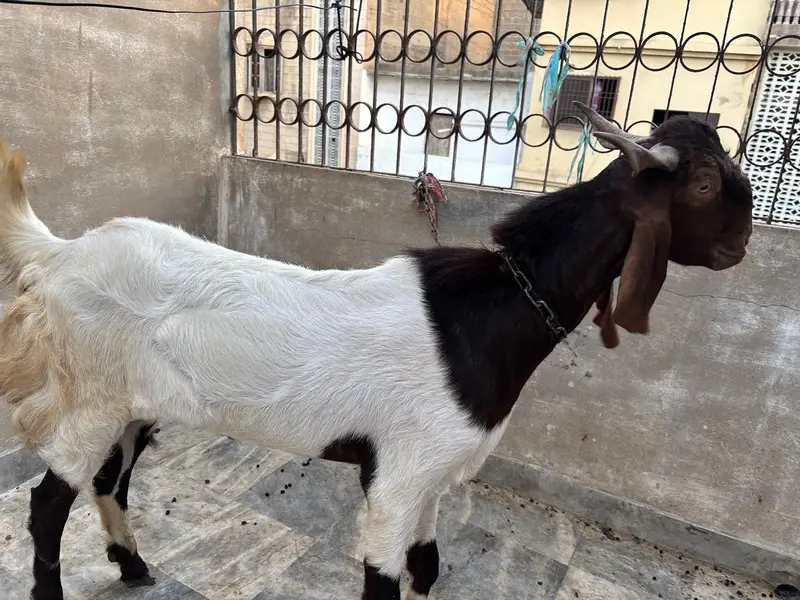 Bakra for Urgent Sale
