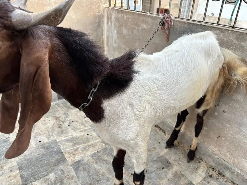 Bakra for Urgent Sale — photo 2