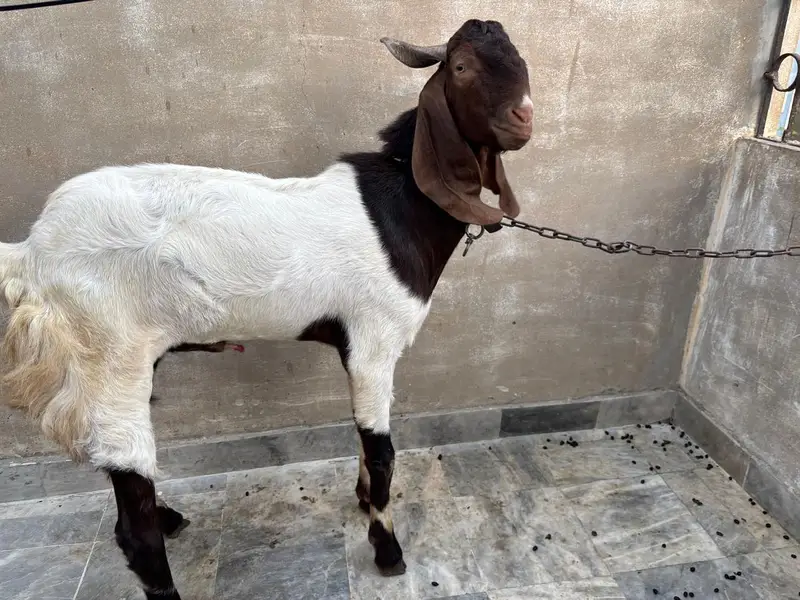 Bakra for Urgent Sale — photo 3