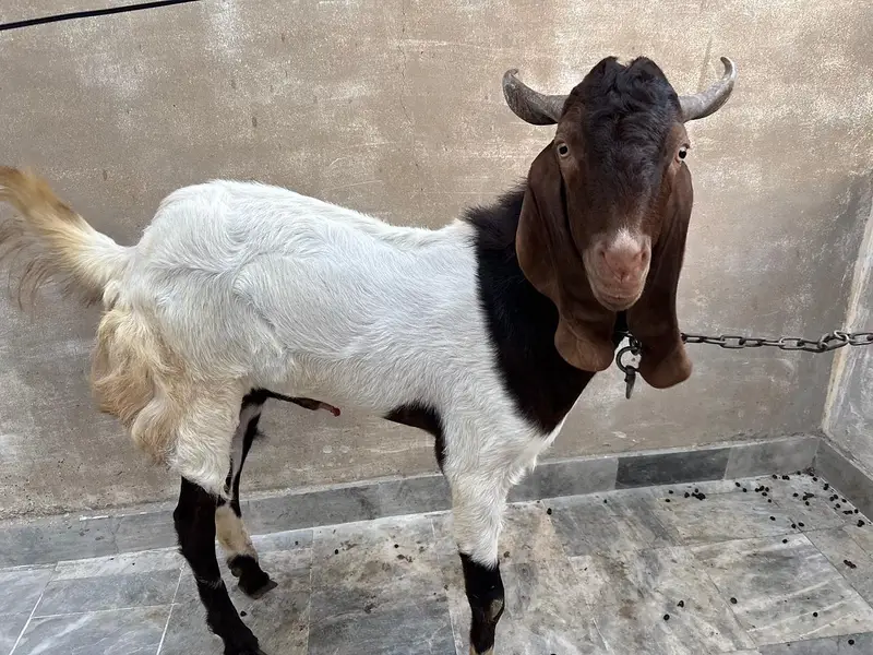 Bakra for Urgent Sale — photo 4