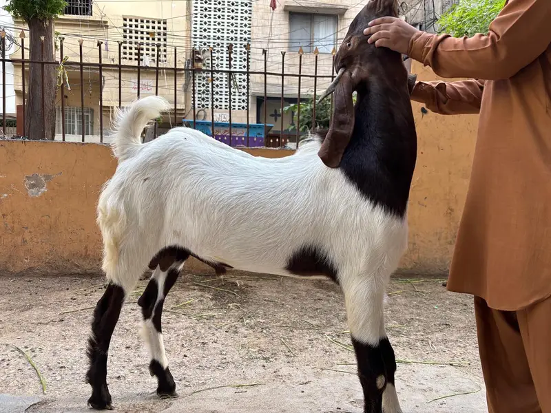 Bakra for Urgent Sale — photo 5