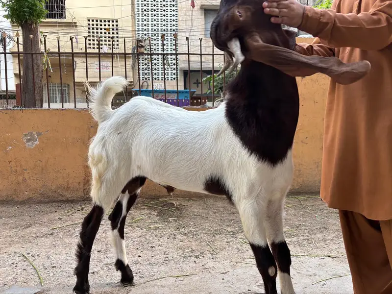 Bakra for Urgent Sale — photo 6