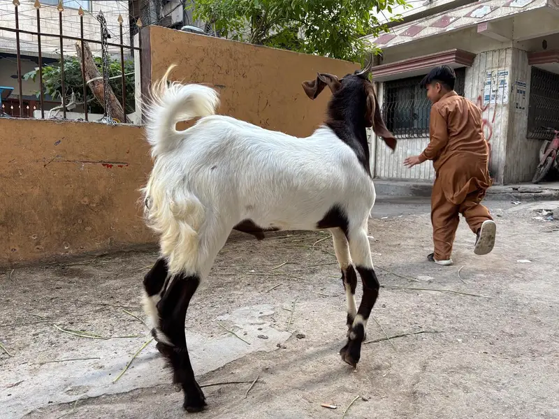 Bakra for Urgent Sale — photo 7