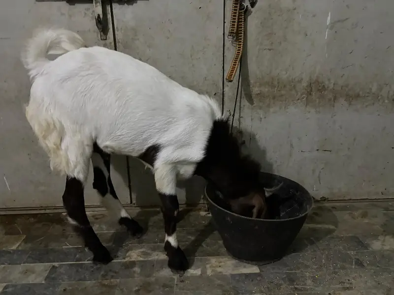 Bakra for Urgent Sale — photo 8