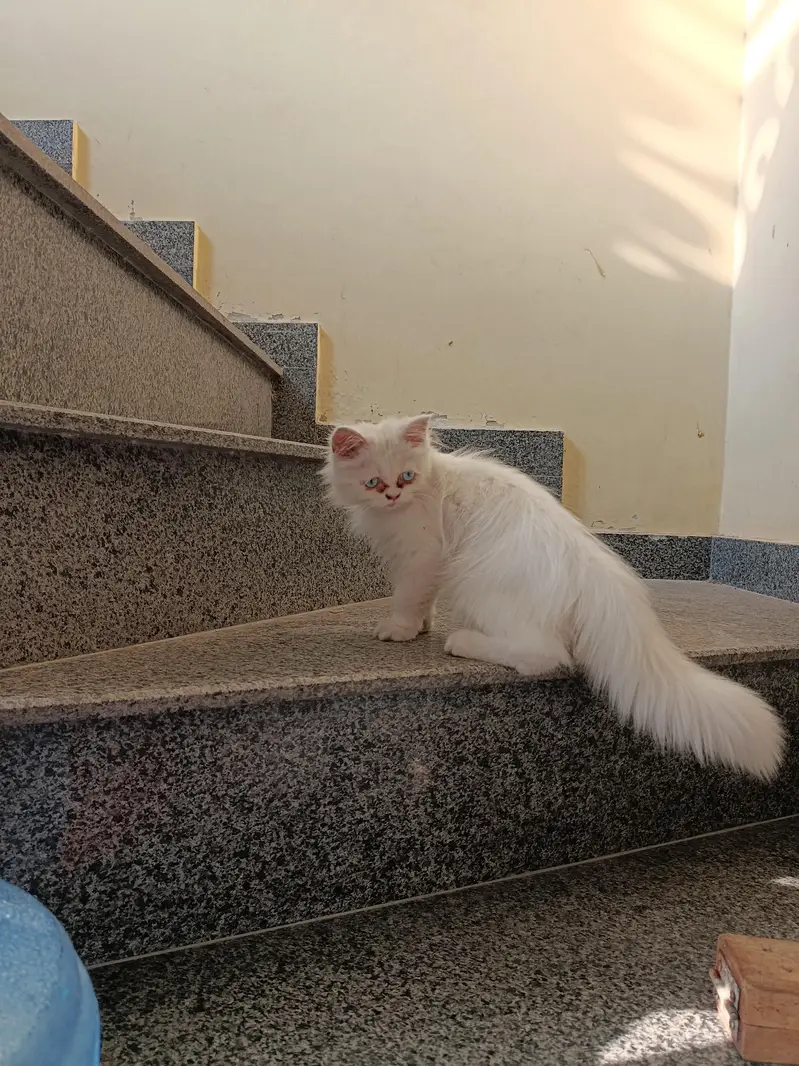 light blue eyes triple coated — photo 2