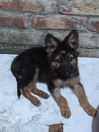 German Shepherd Puppy - 2 Months