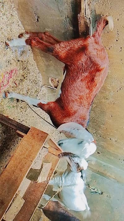 Mashallha Bhot khobsurat bakri he