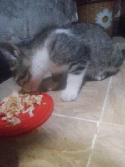 cat for sale