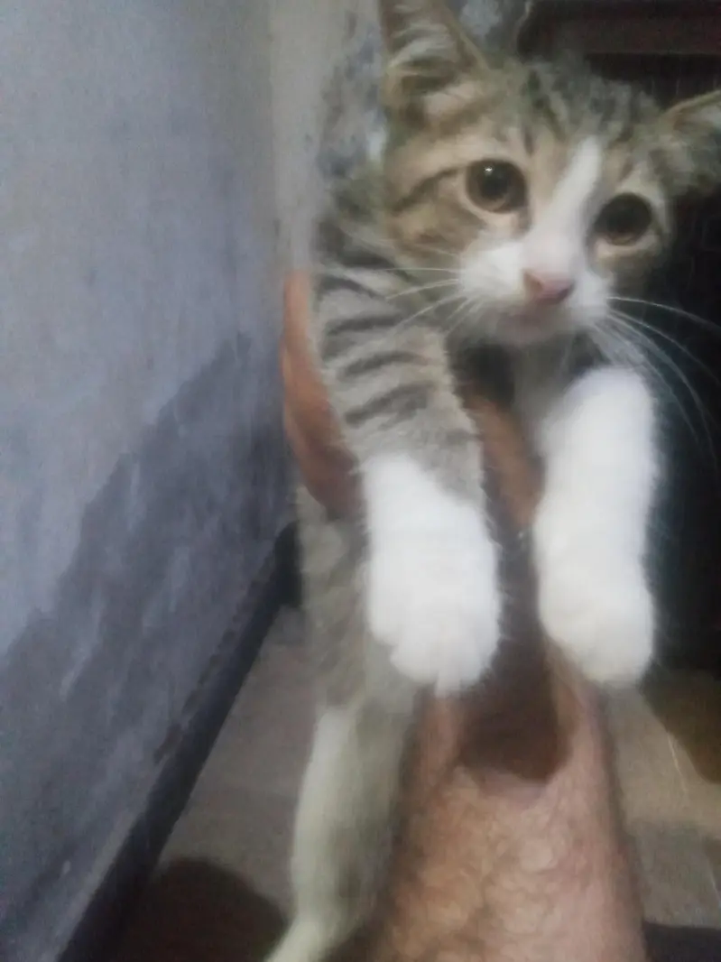 cat for sale — photo 2