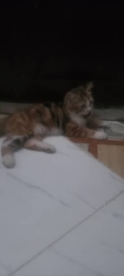 amarican Persian