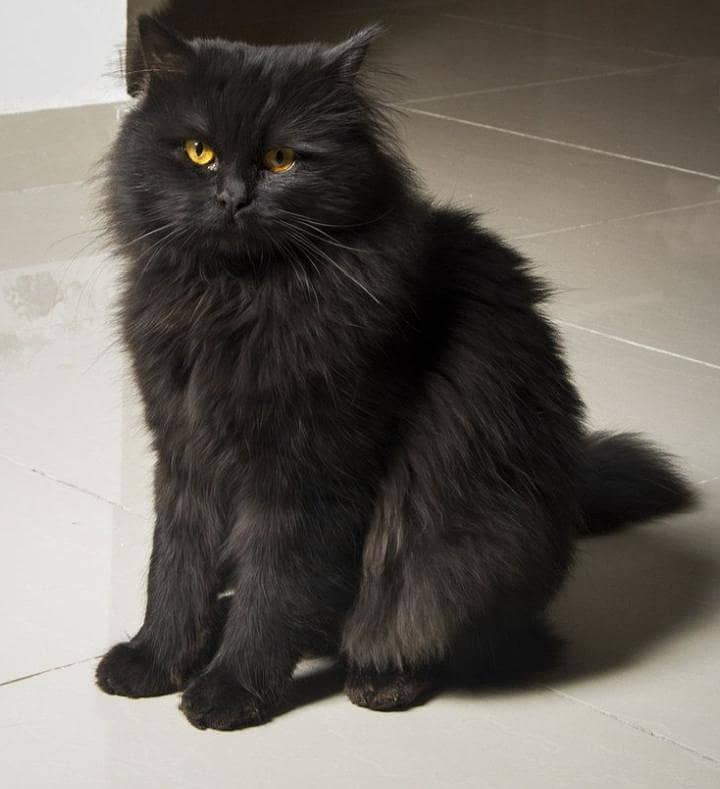 Persian cat 0