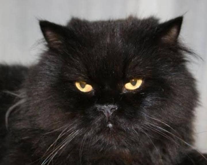 Persian cat 1