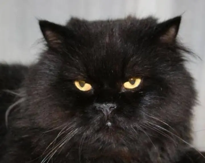 Persian cat — photo 2