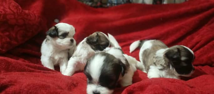 shitzu puppies for sale //shitzu pupps for sale