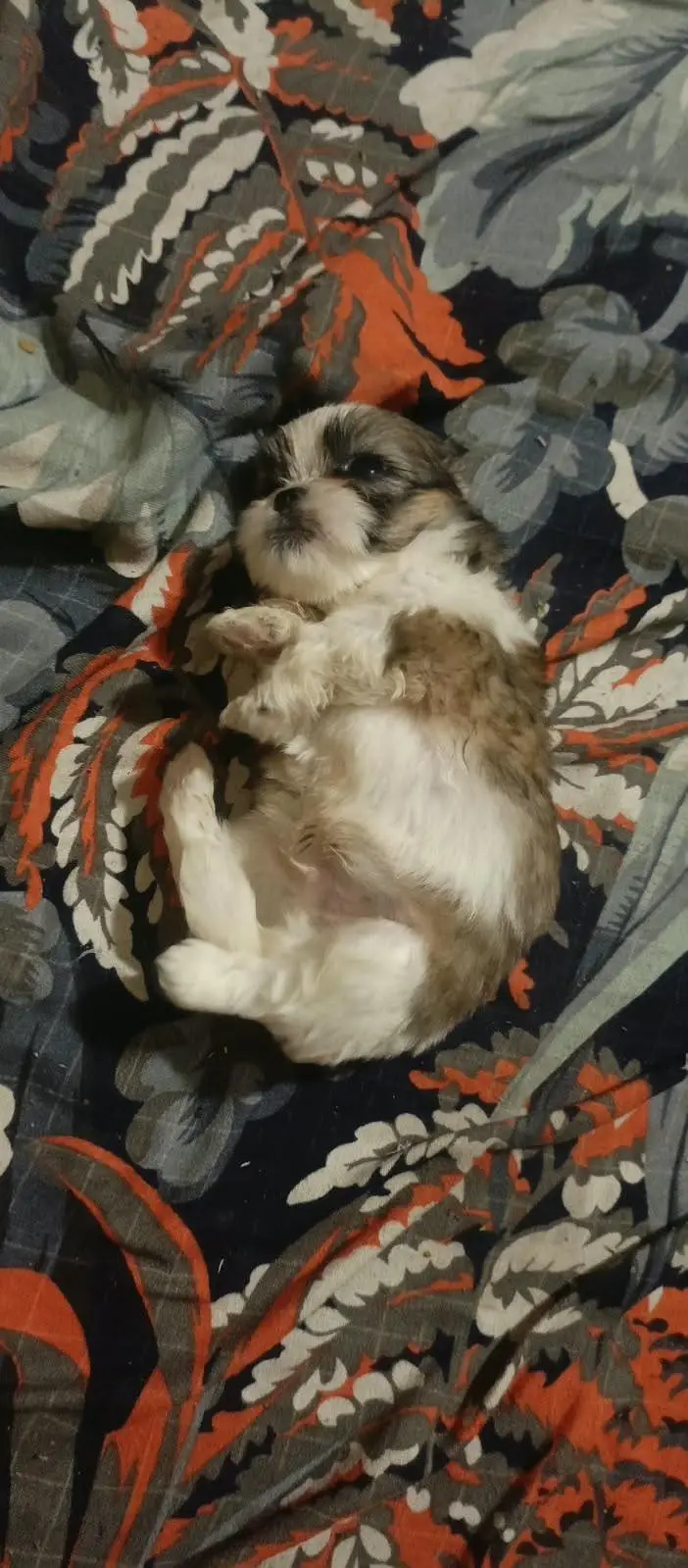 shitzu puppies for sale //shitzu pupps for sale — photo 2