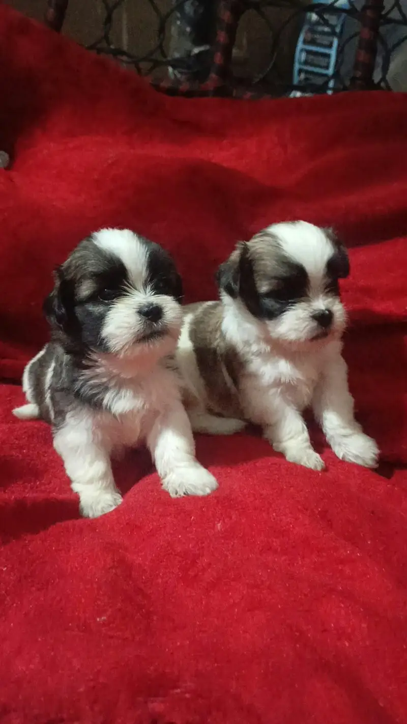 shitzu puppies for sale //shitzu pupps for sale — photo 3