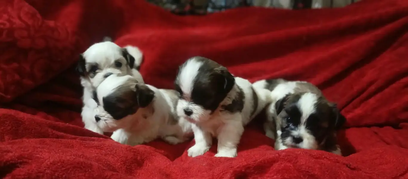 shitzu puppies for sale //shitzu pupps for sale — photo 4