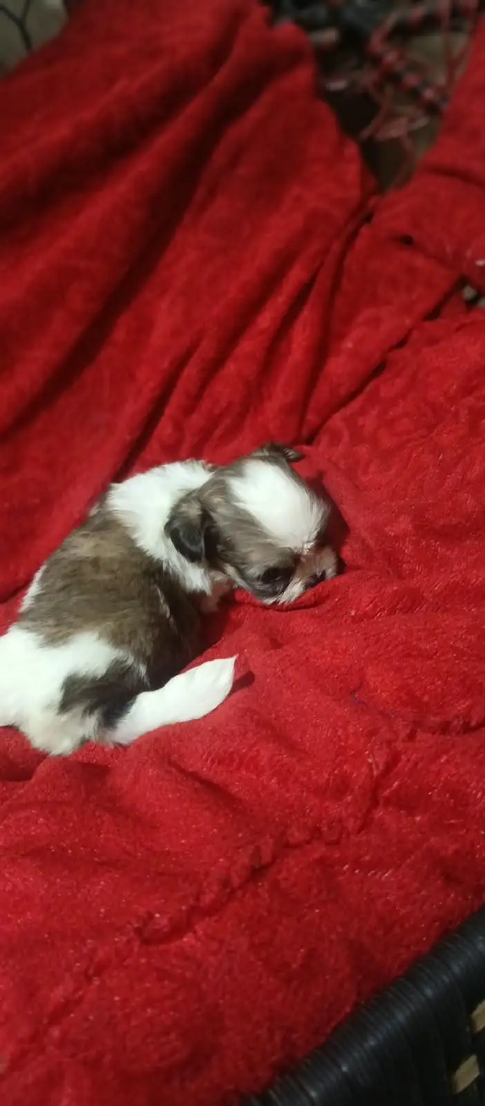 shitzu puppies for sale //shitzu pupps for sale — photo 5