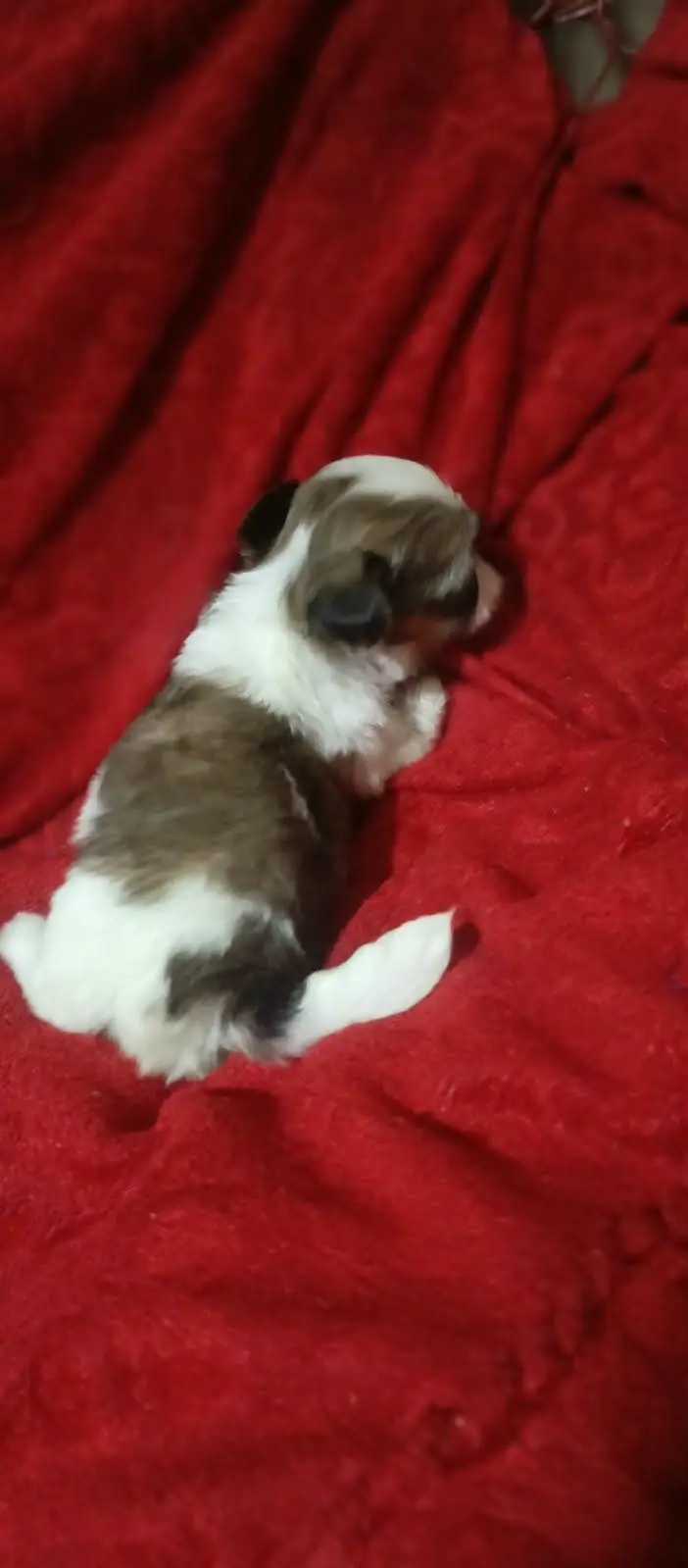 shitzu puppies for sale //shitzu pupps for sale — photo 6