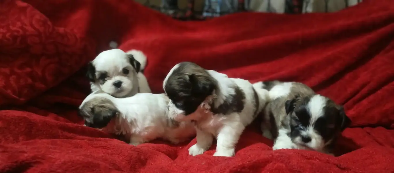 shitzu puppies for sale //shitzu pupps for sale — photo 7