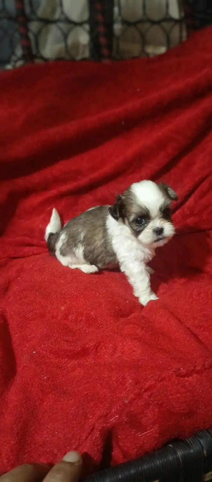 shitzu puppies for sale //shitzu pupps for sale — photo 8