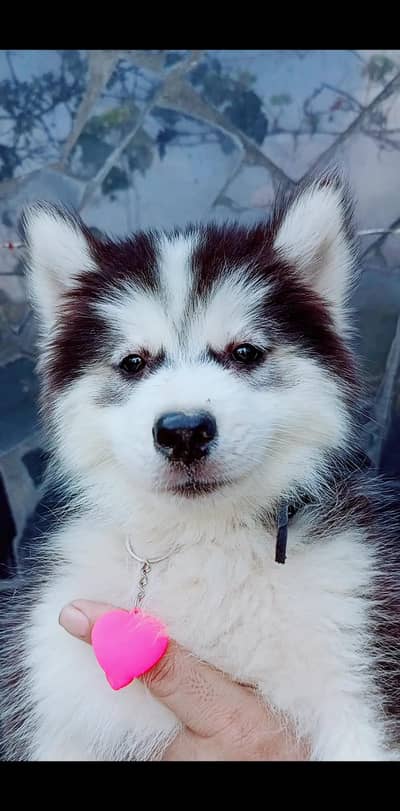 sibarian husky puppy WhatsApp 03485816804