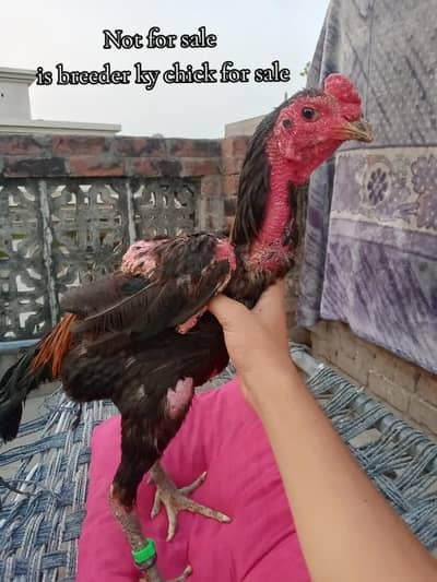 aseel chick pakoya  plus burmi