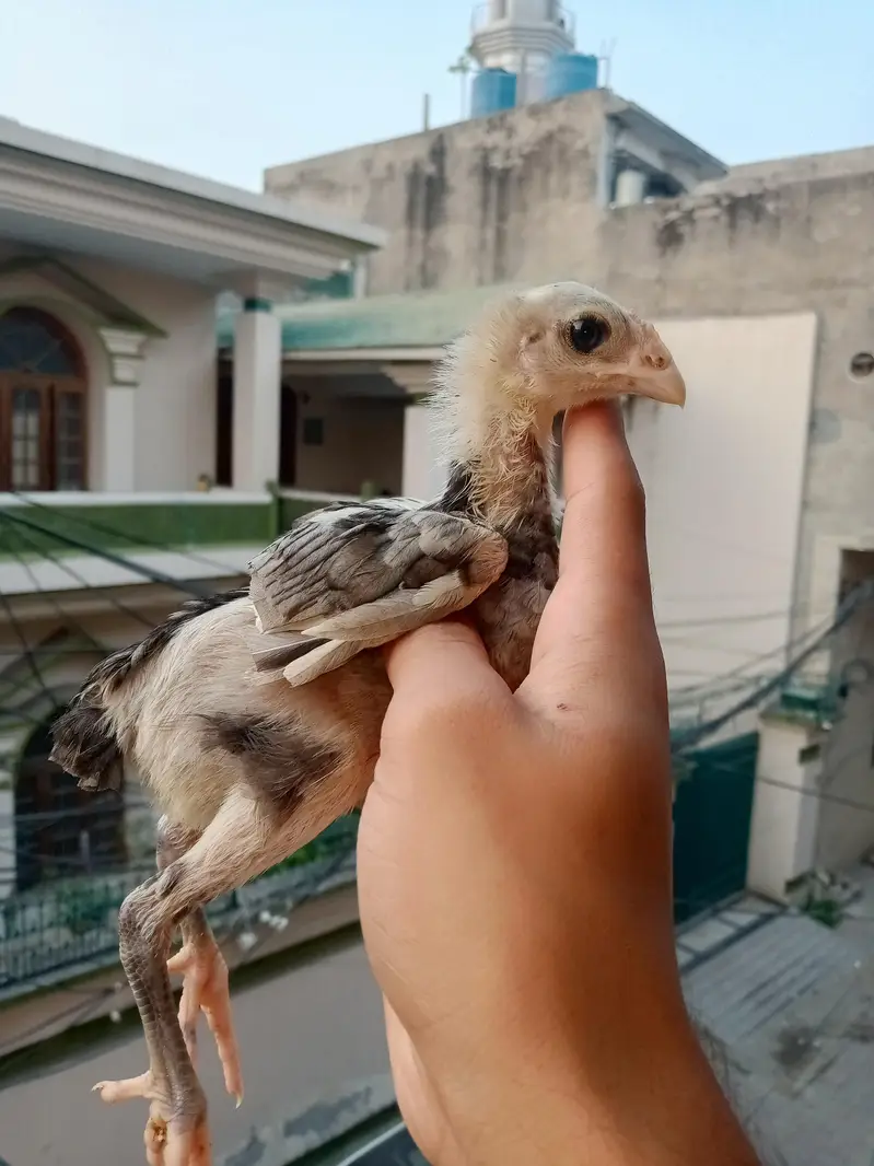 aseel chick pakoya  plus burmi — photo 3