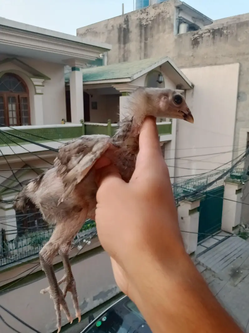aseel chick pakoya  plus burmi — photo 5
