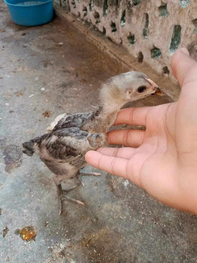 aseel chick pakoya  plus burmi — photo 6