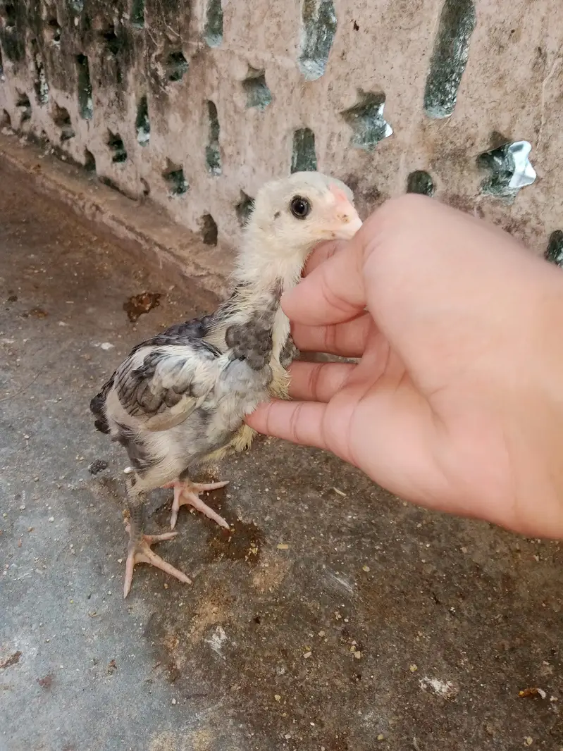 aseel chick pakoya  plus burmi — photo 7