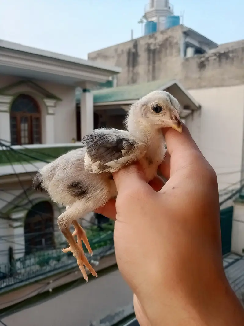 aseel chick pakoya  plus burmi — photo 8