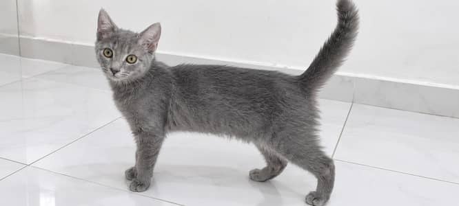 Lovely 6 Months Persian Cat – Ghar Ke Liye Perfect