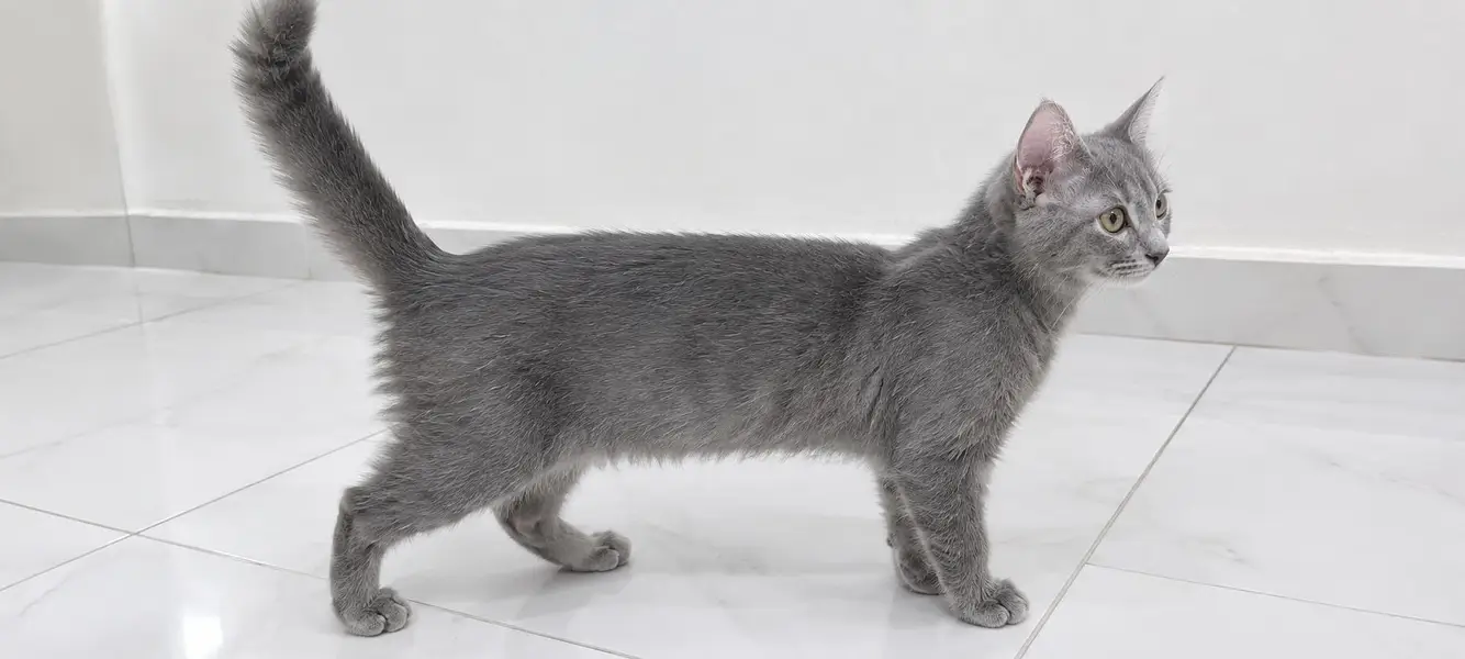 Lovely 6 Months Persian Cat – Ghar Ke Liye Perfect — photo 2