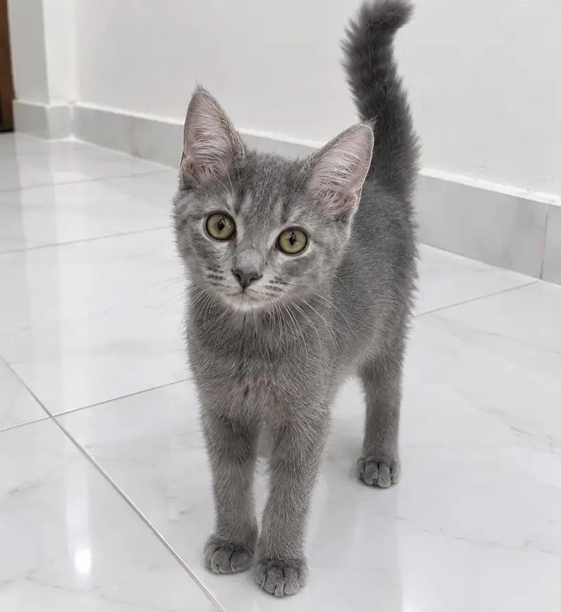 Lovely 6 Months Persian Cat – Ghar Ke Liye Perfect — photo 3