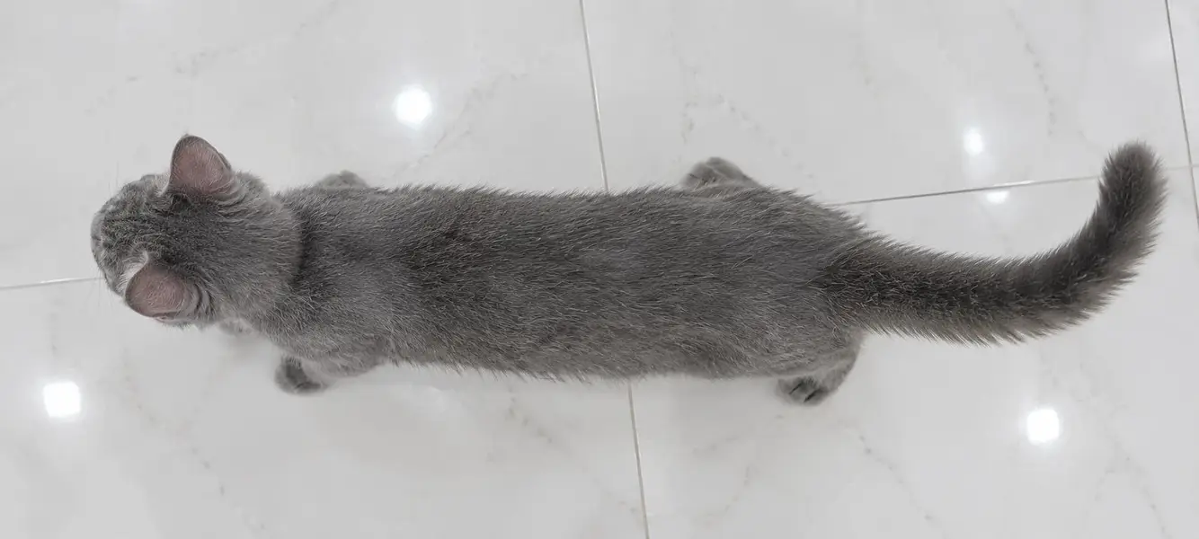 Lovely 6 Months Persian Cat – Ghar Ke Liye Perfect — photo 4