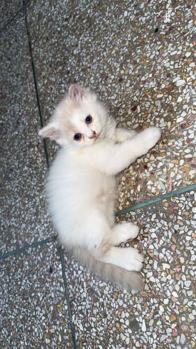Persian kittens