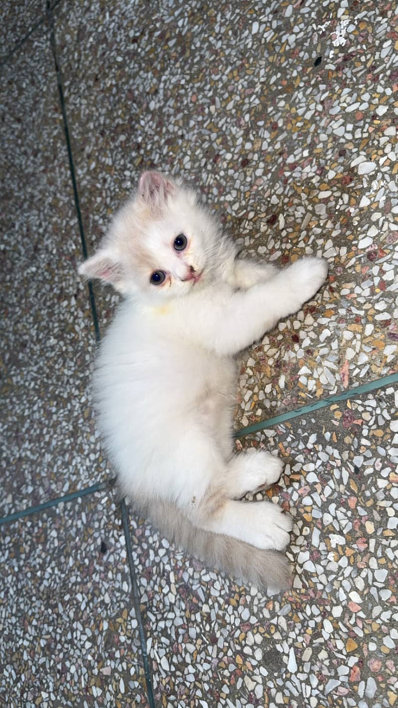 Persian kittens 0