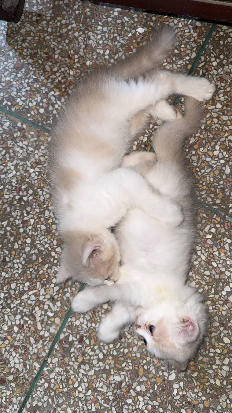 Persian kittens 1