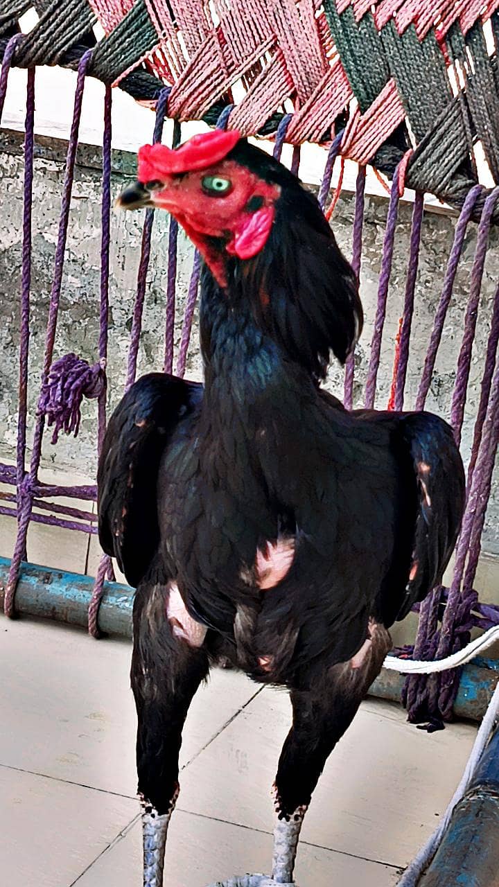 Thai pkoye 1