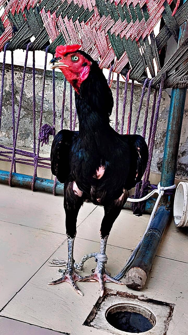Thai pkoye 4
