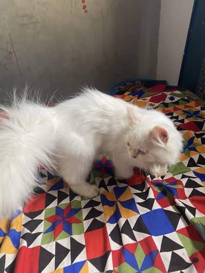 Active & Playful Semi Persian Kitten / Cat for Sale