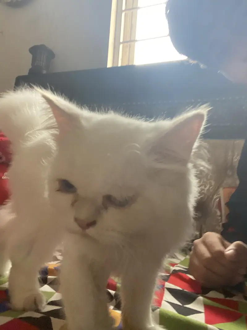 Active & Playful Semi Persian Kitten / Cat for Sale — photo 2