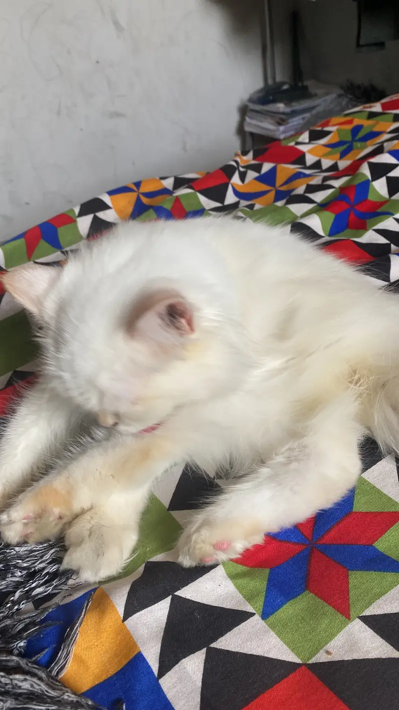 Active & Playful Semi Persian Kitten / Cat for Sale — photo 3
