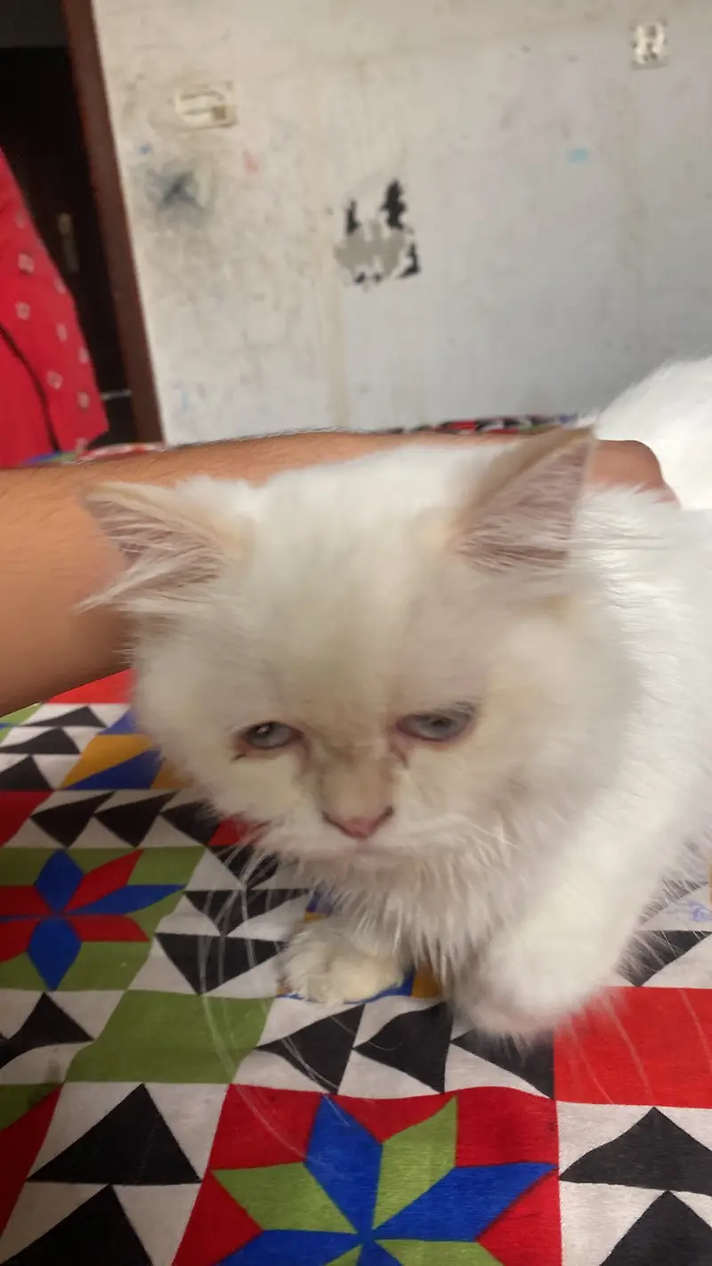 Active & Playful Semi Persian Kitten / Cat for Sale — photo 4