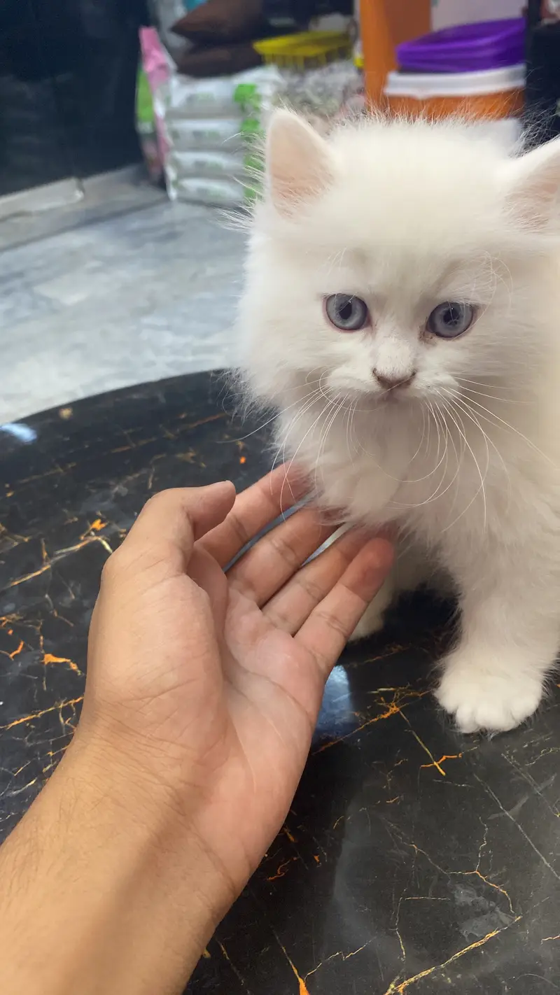 Active & Playful Semi Persian Kitten / Cat for Sale — photo 5