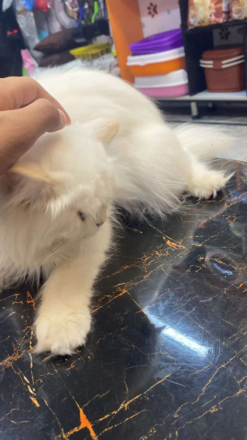 Active & Playful Semi Persian Kitten / Cat for Sale — photo 6